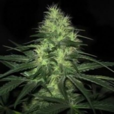 Lowryder2 Silver auto regular (Errors Seeds)