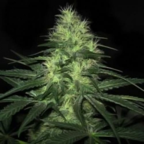Семена марихуаны Lowryder2 Silver autoreg. Errors Seeds