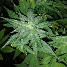 Errors-Seeds auto Lowryder #3 Regular Україна