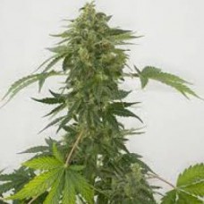 Errors-Seeds auto Maria Regular Україна