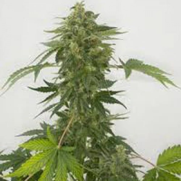 Насіння коноплі Errors-Seeds auto Maria Regular Україна