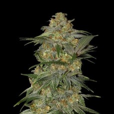 Errors-Seeds auto Mexican Airlines Regular Україна