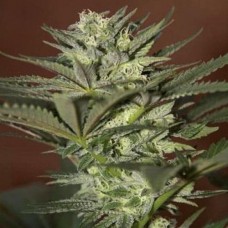 Errors-Seeds auto Mini Gun Regular Україна