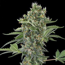 Errors-Seeds auto Moby Dick Regular Україна