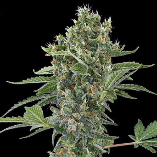 Насіння коноплі Errors-Seeds auto Moby Dick Regular Україна