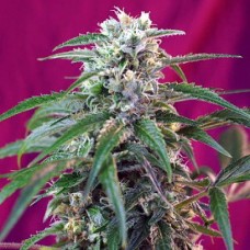 Errors-Seeds auto Mohan Ram Regular Україна