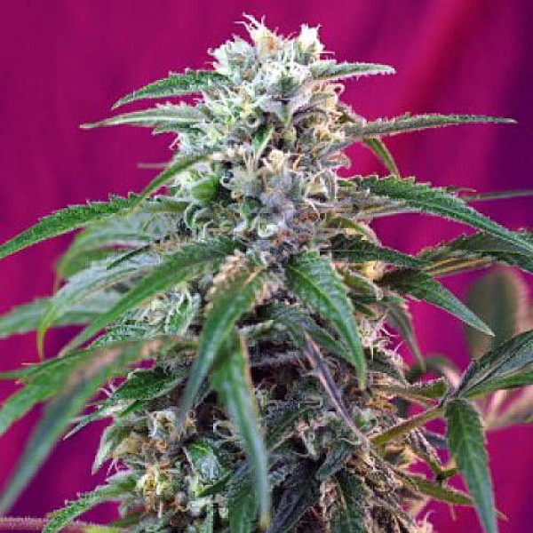 Насіння коноплі Errors-Seeds auto Mohan Ram Regular Україна