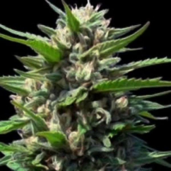 Семена марихуаны Northern Lights Silver autoreg. Errors Seeds