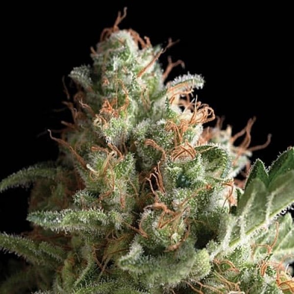 Насіння коноплі Errors-Seeds auto Pipi Regular Україна