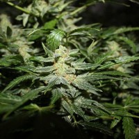 Power Plant Silver auto regular (Errors Seeds)