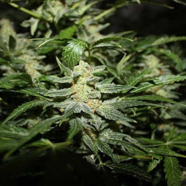 Насіння марихуани Power Plant Silver autoreg. Errors Seeds