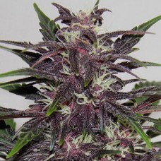 Errors-Seeds auto Purple Kush Regular Україна