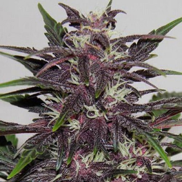 Семена конопли Errors-Seeds auto Purple Kush Regular Украина