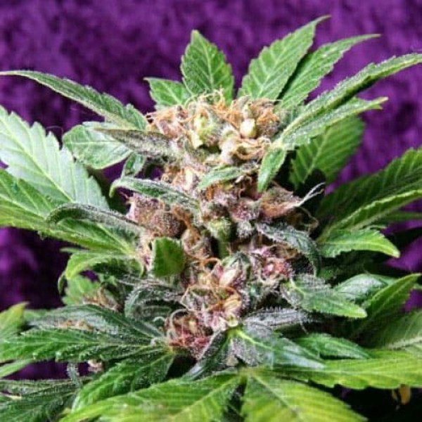 Насіння марихуани Purple Ryder Silver autoreg. Errors Seeds