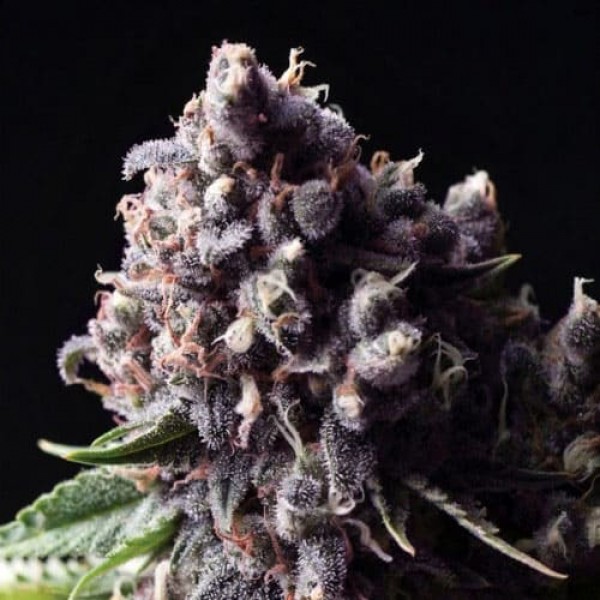 Насіння коноплі Errors-Seeds auto Purple Regular Україна