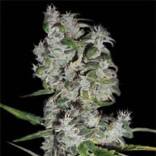 Errors-Seeds auto Pyramid Regular Україна