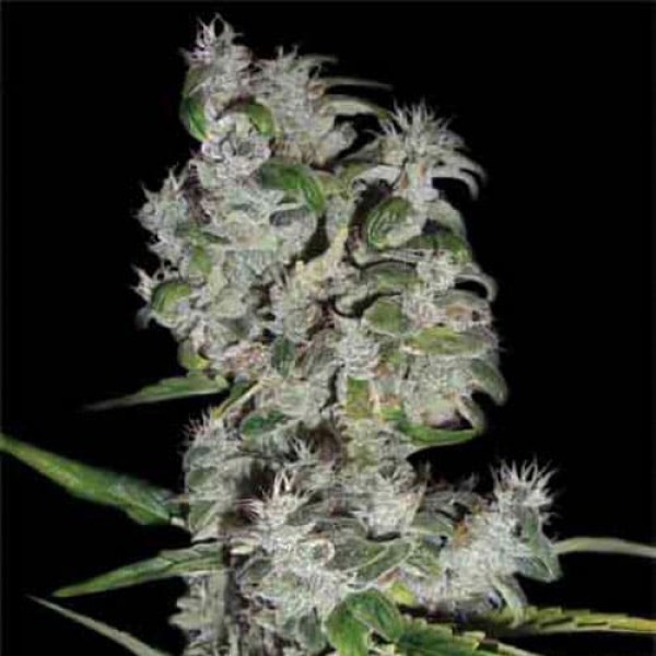 Семена конопли Errors-Seeds auto Pyramid Regular Украина