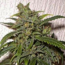 Santa Silver auto regular (Errors Seeds)