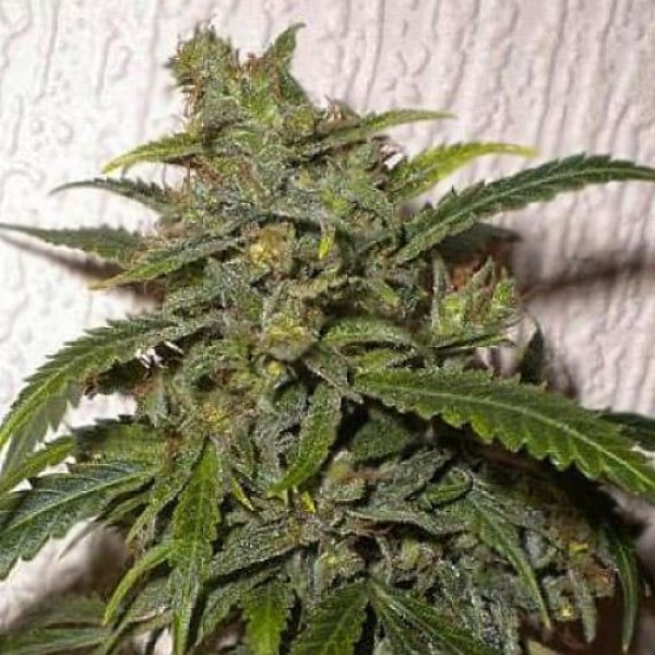 Насіння марихуани Santa Silver autoreg. Errors Seeds