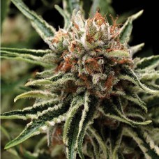 Errors-Seeds auto Shark Regular Україна