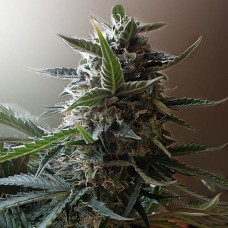 Errors-Seeds auto Short Ryder Regular Україна