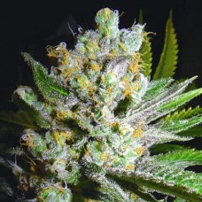 Errors-Seeds auto Somachigum Regular Україна