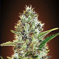 Somango Silver auto regular (Errors Seeds)