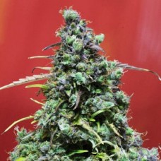 Errors-Seeds auto Speed Devil Regular Україна