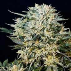 Errors-Seeds auto Sugar Gom Regular Україна