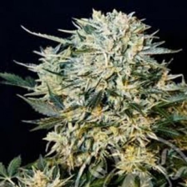 Насіння коноплі Errors-Seeds auto Sugar Gom Regular Україна