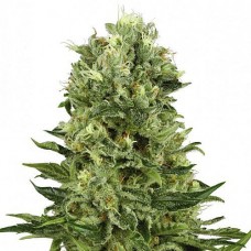 Super Skunk Silver auto regular (Errors Seeds)