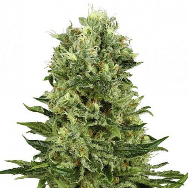 Насіння марихуани Super Skunk Silver autoreg. Errors Seeds
