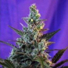 Errors-Seeds auto Sweet Special Regular Україна