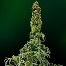 Errors-Seeds auto Sweet Tooth Regular Україна