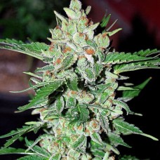 Errors-Seeds auto Vertigo Regular Україна