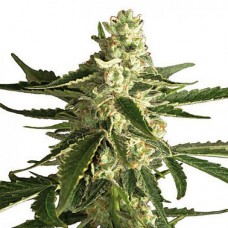 Errors-Seeds auto White Diesel Haze Regular Україна