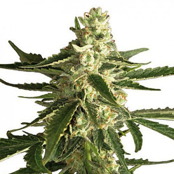 Семена конопли Errors-Seeds auto White Diesel Haze Regular Украина