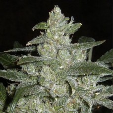 White Widow Silver auto regular (Errors Seeds)