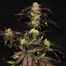 Errors-Seeds auto Whiteberry Regular Україна