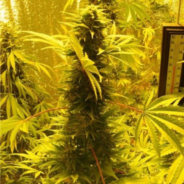 Семена марихуаны AK-47 Gold fem. Errors Seeds