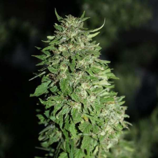 Семена конопли Errors-Seeds АК-47 feminised Украина