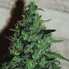 AK Gold feminised (Errors Seeds)