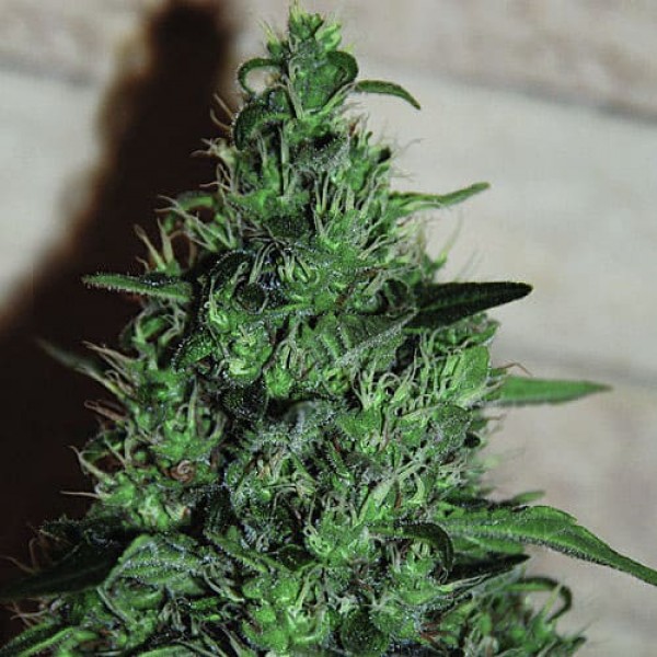 Насіння марихуани AK Gold fem. Errors Seeds