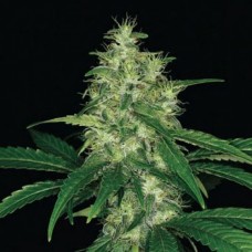 Amnesia Gold Gold feminised (Errors Seeds)