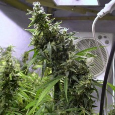 Amnesia Haze Silver feminised (Errors Seeds)