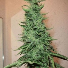Errors-Seeds Big Bud feminised импорт
