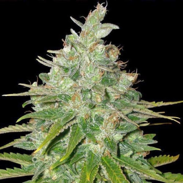 Насіння марихуани Black Domina Gold fem. Errors Seeds