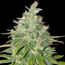 Errors-Seeds Black Domina feminised Україна