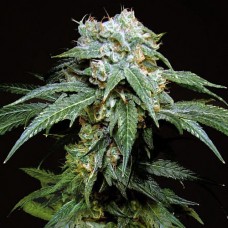 Black Widow Silver feminised (Errors Seeds)