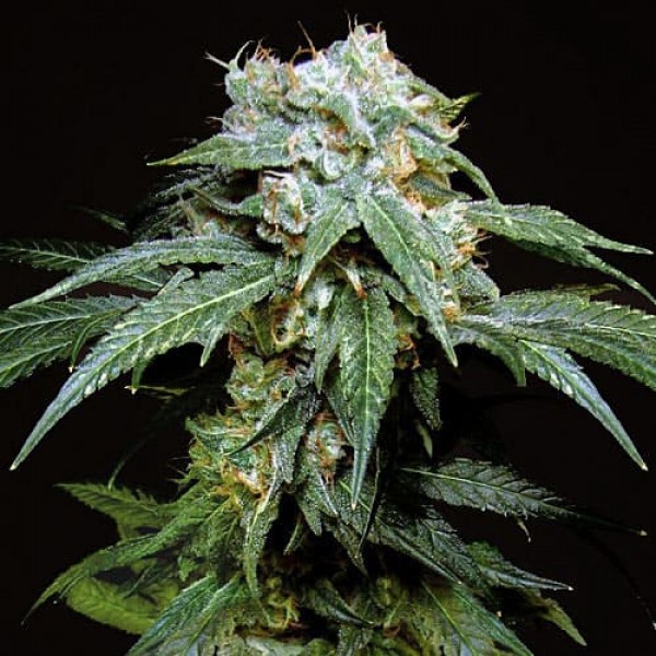 Семена марихуаны Black Widow Silver fem. Errors Seeds